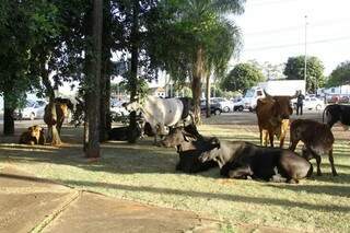 Animais pararam em rotatória na avenida Duque de Caxias (Foto: Marcos Ermínio)