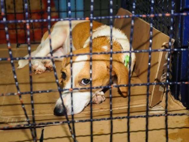 Projeto de lei cobra cl&iacute;nicas veterin&aacute;rias para incentivar ado&ccedil;&atilde;o de animais