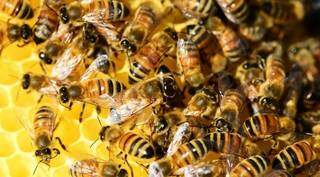As abelhas são organizadas e defendem a colônia. (Foto: Divulgação)