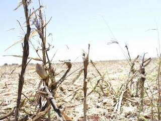 Área de agricultura no município de Dourados; produtor colheu milho e espera para começar a plantar soja (Foto: Helio de Freitas)