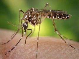 Poder público lança campanha em dia "D" de combate ao Aedes Aegypit