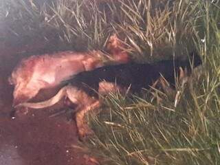Cachorros que viajavam com a família também morreram   (Foto: Ronaldo Bueno/ Folha da Cidade Ms/ Nova Alvorada do Sul)