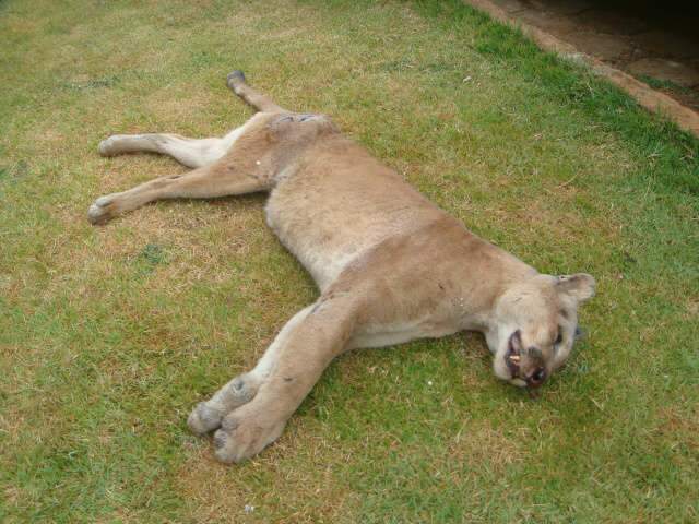  On&ccedil;a-parda morre atropelada na 267 entre Maracaju e Rio Brilhante