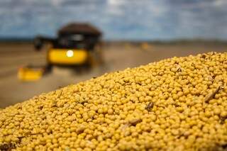 Soja em grão sem mantém entre os grãos com maior crescimento na produção, que deve subir 15% (Foto: Marcos Ermínio)
