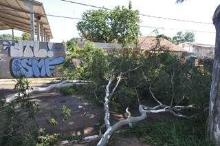 Árvore caiu na tarde de ontem em decorrência dos ventos fortes no José Abrão. (Foto: Marcelo Calazans)