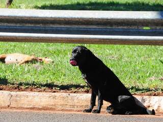 O animal não saiu de perto do corpo da cadela atropelada até ser resgatado ontem. (Foto: Rodrigo Pazinato)