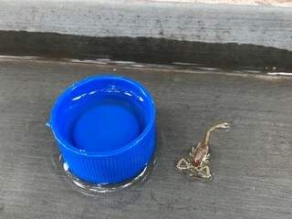 Mutir&atilde;o captura escorpi&otilde;es em condom&iacute;nio de menina que foi picada