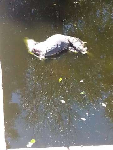 Veado &eacute; encontrado morto em piscina de ch&aacute;cara e incomoda vizinhos