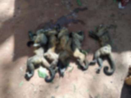 Macacos são mortos envenenados e a tiros em reserva