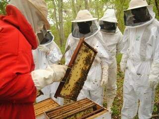 Apicultores durante a coleta do mel em colmeias.  (Foto: João Carlos Castro) 