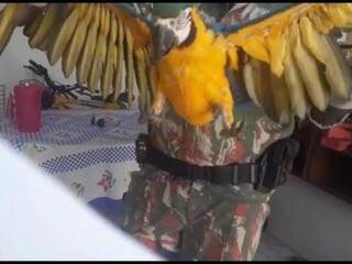 Uma das aves sendo segurada pelo Policia Militar. (Foto: Divulgação/PMA) 