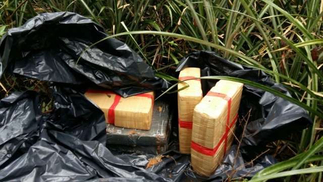 Policiais ambientais encontraram 179,3 quilos de maconha abandonada na mata