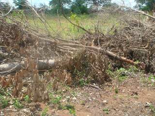 Desmatamento foi flagrado pela PMA (Foto: Divulgação)