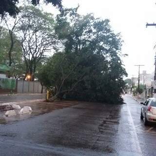 Árvore caída na Avenida Weimar Gonçalves Torres. (Fotos: Dourados News)
