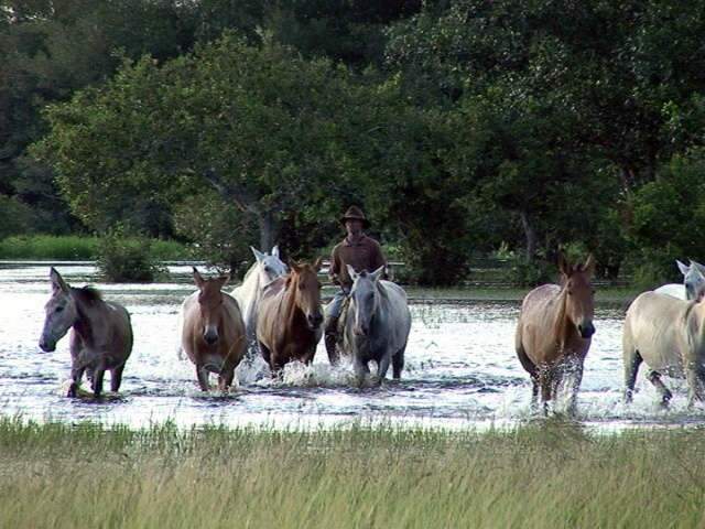  Cavalos pantaneiros s&atilde;o julgados na Feira Agropecu&aacute;ria do Pantanal em Corumb&aacute;
