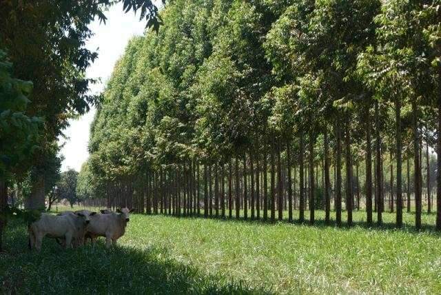 Novo conceito de carne sustent&aacute;vel &eacute; apresentado hoje em dia de campo