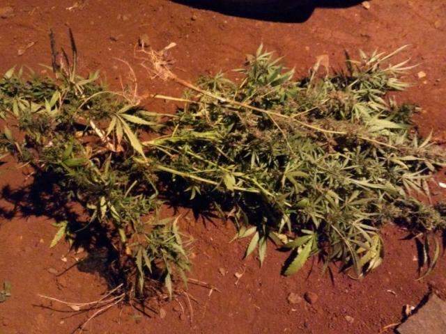 Assaltante morto pela PM estava em &ldquo;boca&rdquo; com planta&ccedil;&atilde;o de maconha