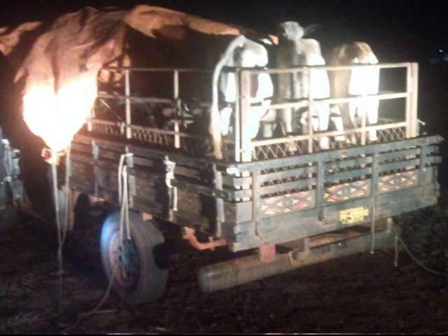 Ap&oacute;s persegui&ccedil;&atilde;o, quadrilha &eacute; presa por furto de gado em Aparecida do Taboado 