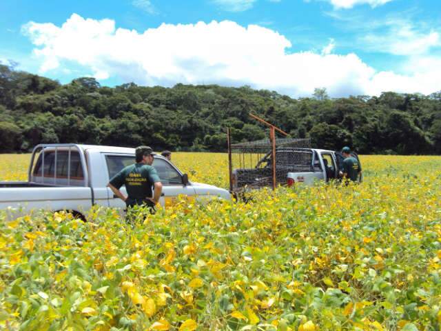  Ibama flagra plantio de soja transg&ecirc;nica ilegal na Serra da Bodoquena