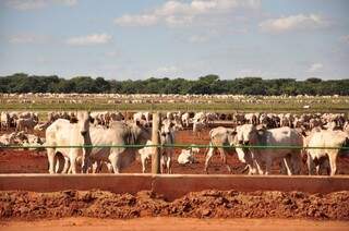 Rebanho bovino em MS é o quarto maior no País. (Foto: Arqui