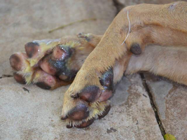  H&aacute; 10 dias Scooby passa por tratamento em cl&iacute;nica particular, diz prefeito 