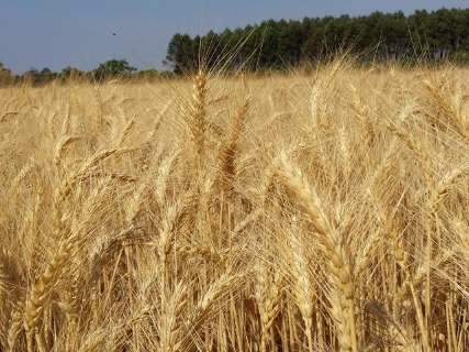 Trigo puxa redução na estimativa de produção de grãos no Estado