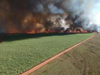 Incêndio atingiu 812 hectares da área plantada da usina, em Nova Andradina (Foto/Divulgação:PMA)