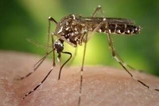 Mosquito transmite os vírus por meio da picada (Foto: Sanofi Pasteur/Divulgação)