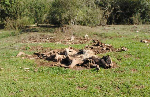  Animais "sequestrados" pela Justi&ccedil;a est&atilde;o morrendo no s&iacute;tio do ex-prefeito de Dourados
