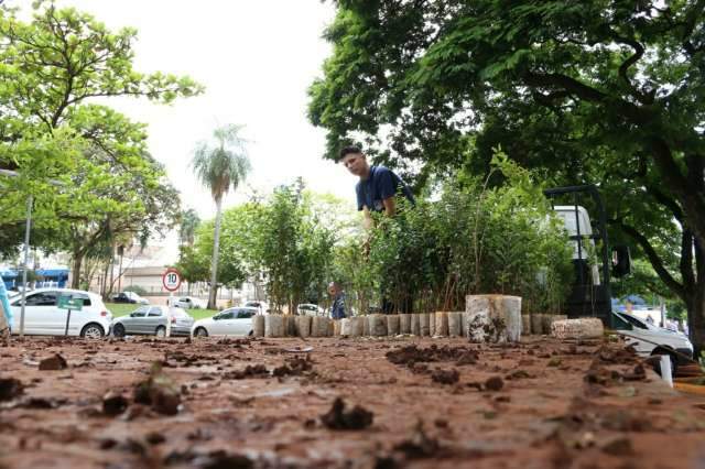 MP recebe den&uacute;ncia e quer saber como a Prefeitura cuida das &aacute;rvores