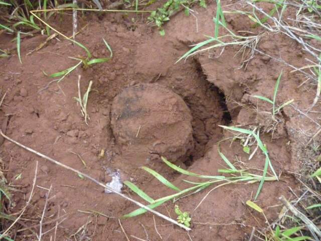  Pol&iacute;cia det&eacute;m adolescente e padrasto que mataram rapaz decapitado em canavial