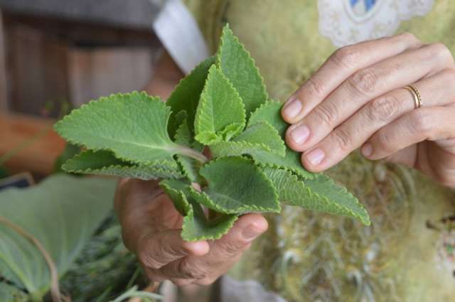 Feirinha ensina onde e como usar as plantas que voc&ecirc; descartaria facilmente 