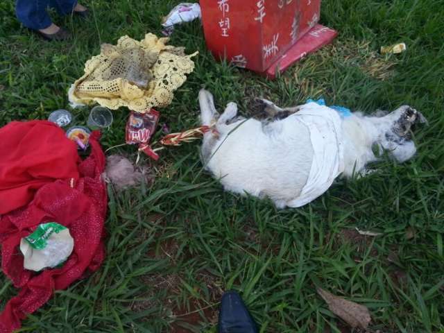 C&atilde;o &eacute; amarrado e morto em suposto ritual de magia negra na Capital