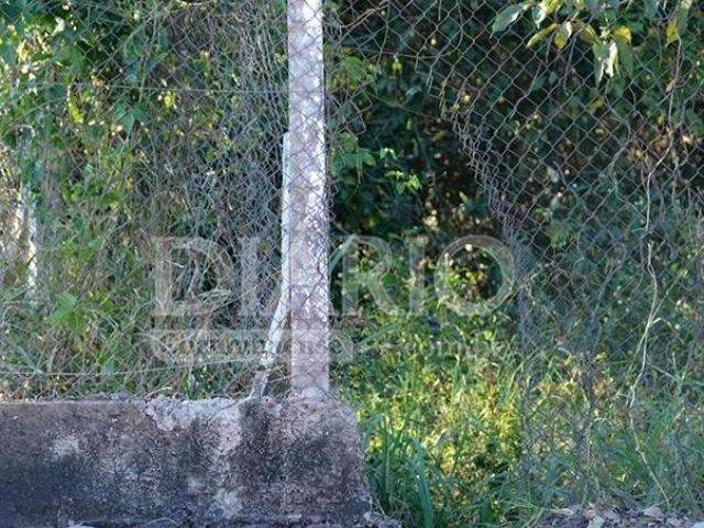 Suposta apari&ccedil;&atilde;o de on&ccedil;a-pintada com filhote movimenta redes sociais