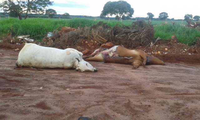 Terreno acumula lixo, animais mortos e moradores reclamam 