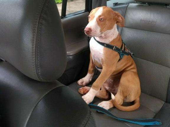  Ladr&otilde;es furtam casa e levam at&eacute; filhote de pit bull na Vila Jacy 