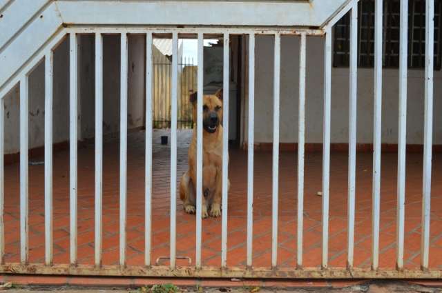 Moradores mudam e cachorro sozinho em casa preocupa vizinhos 