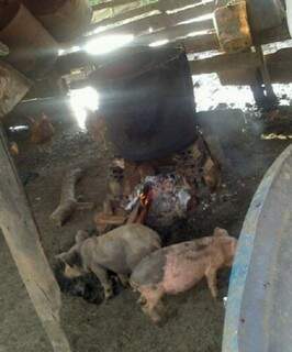 Local de abate clandestino de bois e porcos. Foto: Divulgação PC