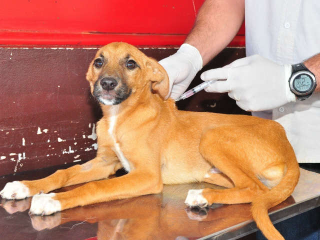  Projeto do CCZ faz castra&ccedil;&atilde;o de tr&ecirc;s mil animais em Dourados