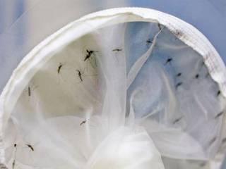 O mosquito Aedes aegypti (Foto: Dean Calma/ONU)