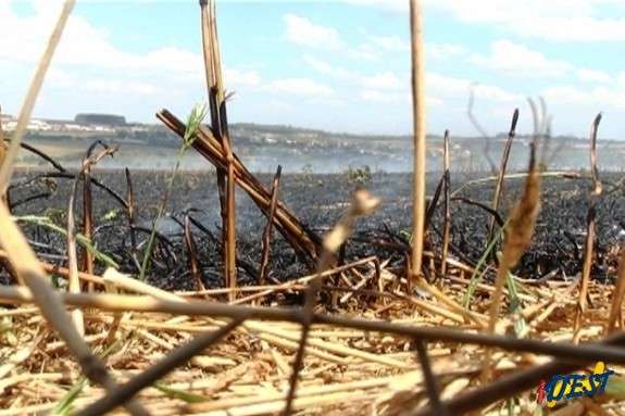 Pela quarta vez cabo de energia se rompe e causa inc&ecirc;ndio em planta&ccedil;&atilde;o de milho
