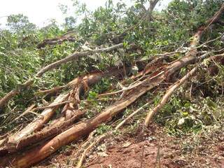 Área desmatada somou 22,8 hectares. (Divulgação PMA)