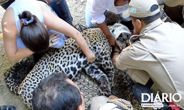 On&ccedil;a-pintada e dois filhotes assustam moradores ao aparecer em quintal de casa