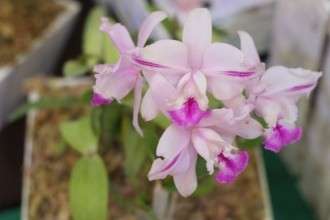 Armaz&eacute;m Cultural recebe 10&ordf; Exposi&ccedil;&atilde;o Nacional de Orqu&iacute;deas