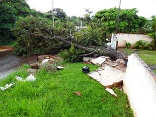 O tufão com chuva forte e vento em círculo retorceu e quebrou árvores nas ruas, que caíram sobre a fiação de energia e de telefonia. (Foto: Vilson Nascimento)