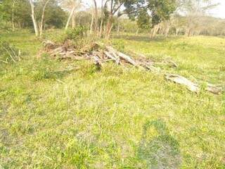 Uma das áreas desmatadas, flagradas pela PMA (Policia Militar Ambiental). (Foto: Divulgação) 