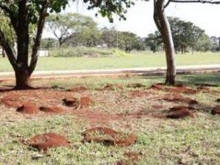 No Parque Ayrton Senna os formigueiros já fazem parte da paisagem (Foto: Kisie Ainoã)