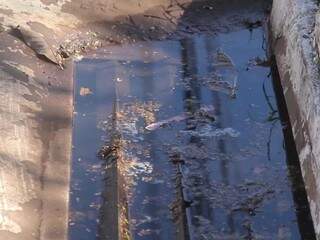 Moradores do Centro reclamam de bueiros cheios de água suja