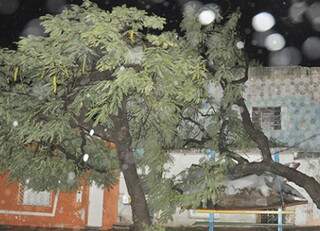 Bombeiros registraram oito quedas de árvore(Foto: Diário Online)