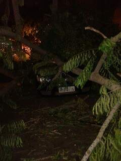 A árvore caiu em cima de três carros. ( foto: Clecio)